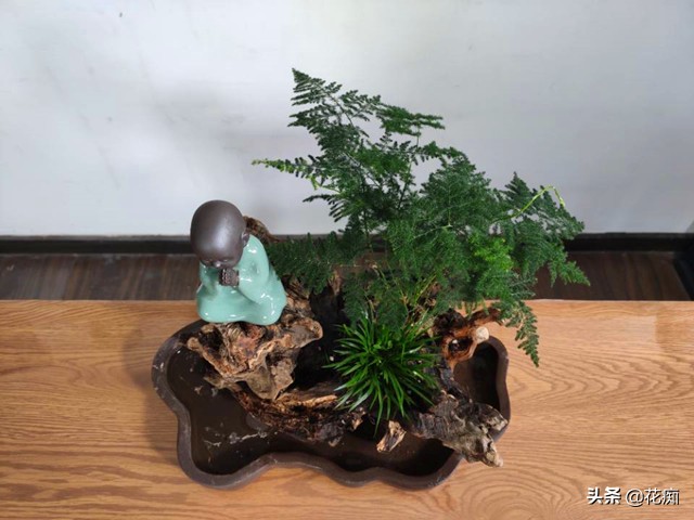 菖蒲竹子石头组合盆景,文竹菖蒲假山盆景图片大全