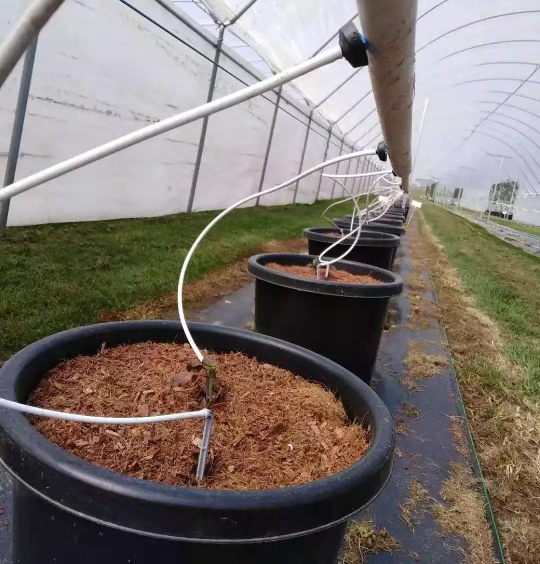 中国人去俄罗斯农场打工真实生活,在农场工作