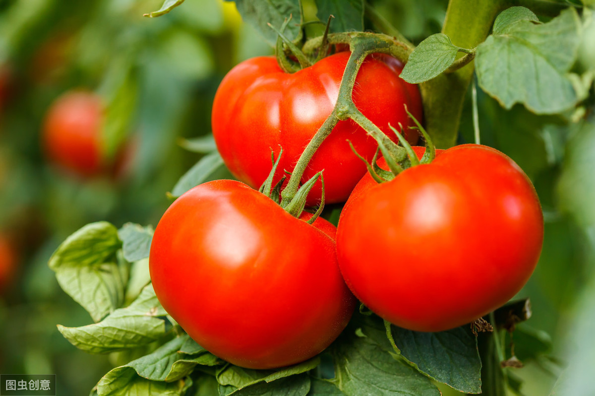 了解一种农作物的种植时间过程,种植各种农作物管理方法