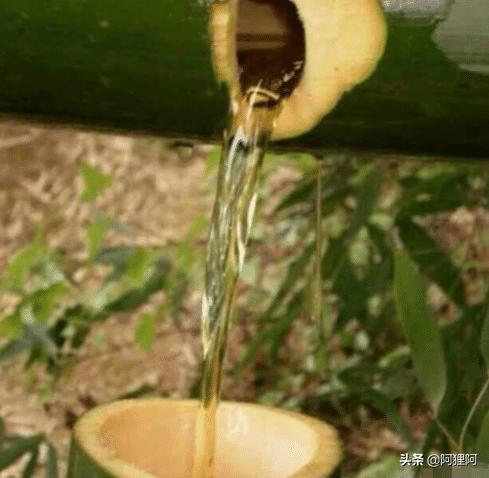 竹子酒到底好不好喝,竹子酒属于什么酒