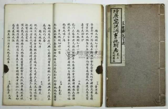 山西老鹳窝大槐树移民,大槐树上的老鹳窝