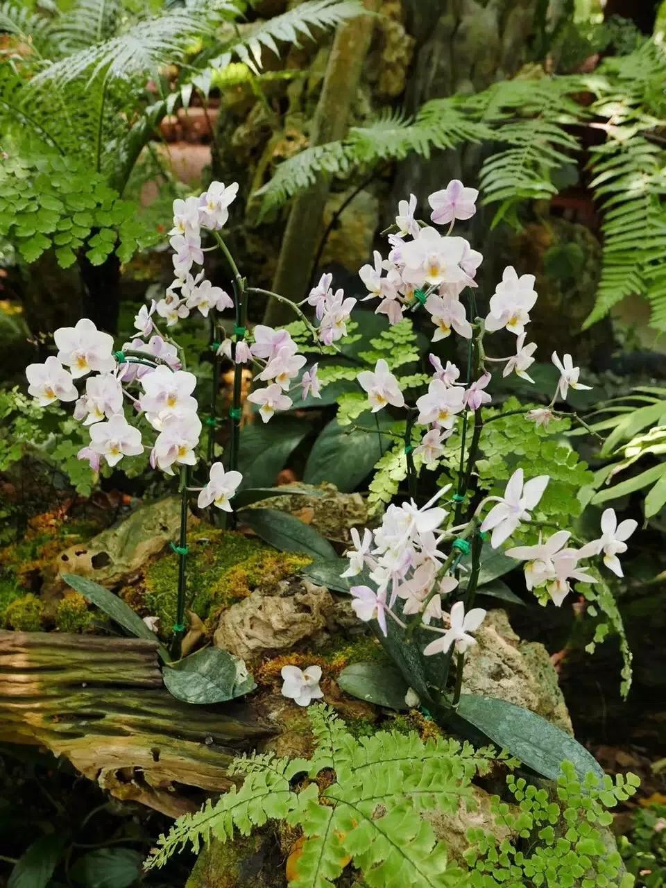 泰国清迈泼水节英文,泰国清迈泼水节自驾游