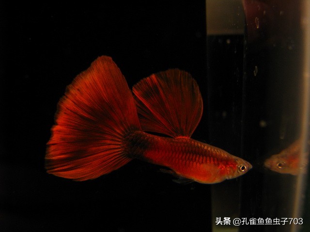 孔雀鱼要怎么买,买孔雀鱼注意哪些事项呢