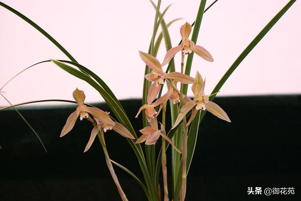 兰花养殖方法兰花品种大全,兰花品种中哪个品种喜欢湿一点