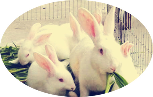 流产兔子能活吗,兔子流产是不是公兔子不行