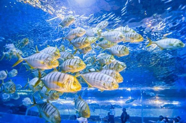 去不了海就去海洋馆,去不了大海就去海底世界