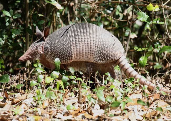 动物大犰狳,犰狳的鳞甲外形