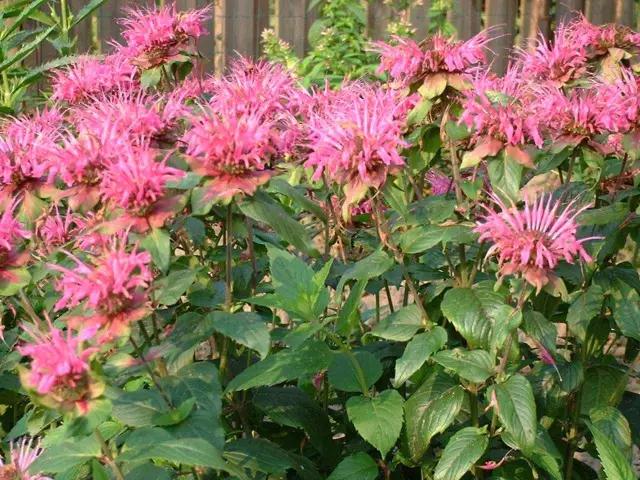 哪种薄荷最好而且还能食用,薄荷既可以观赏又可食用