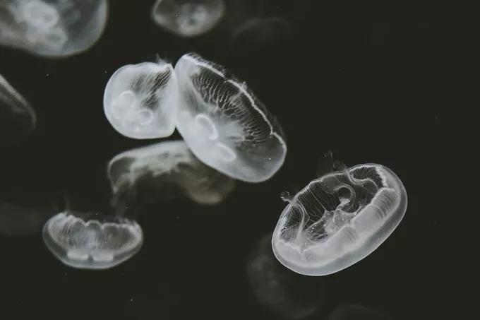 不一样的大阪三日游,瑠璃一束光,值得一来再来