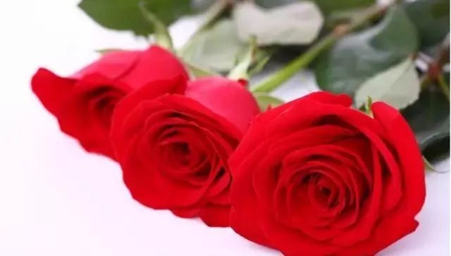 一万年一次的2020520;一起认识100种玫瑰~别送错啊