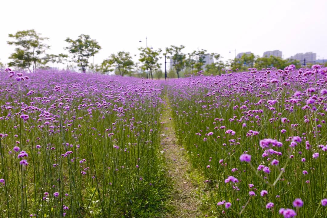 百亩花海竞相开放视频,余杭径山花海