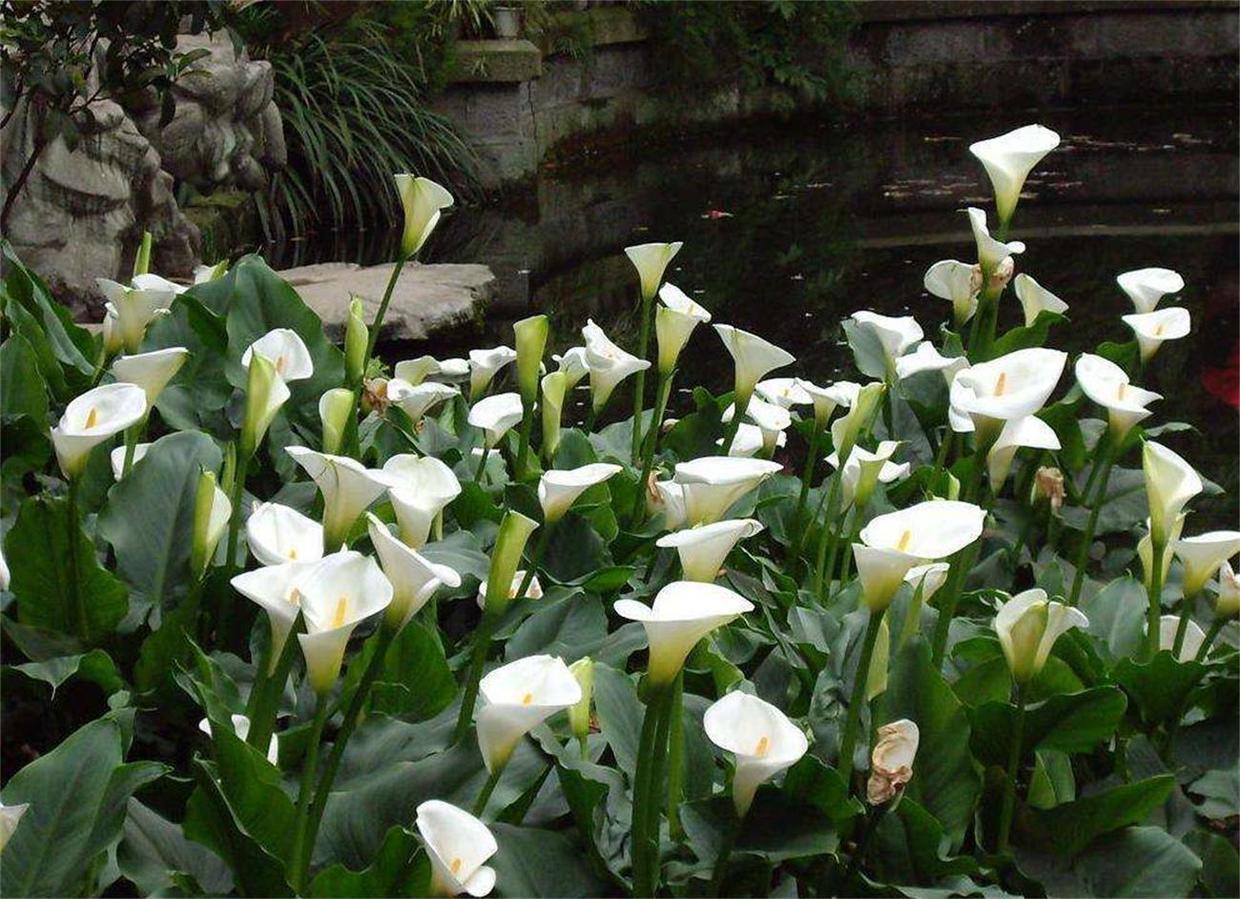 叶子像马蹄的植物马蹄莲,马蹄莲花开完花后怎么养