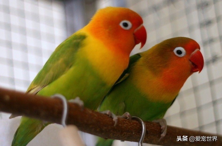 虎皮鹦鹉正确饲养喂什么蔬菜好,哪几种鹦鹉可以合法饲养