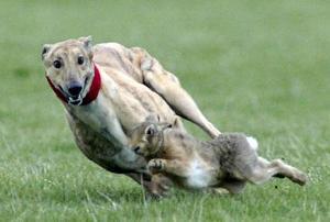 格力犬猎犬打猎视频,格力犬古老