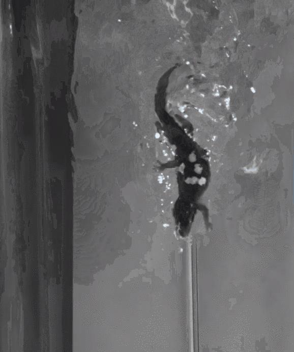 直立奔跑的壁虎,壁虎为什么能在水面上