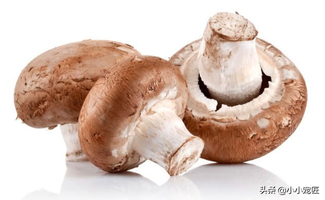 长期给猫吃过多的食物会怎样,这些东西千万不要给牛吃