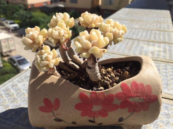 多肉植物特玉莲怎么养,多肉玉缀徒长了怎么办