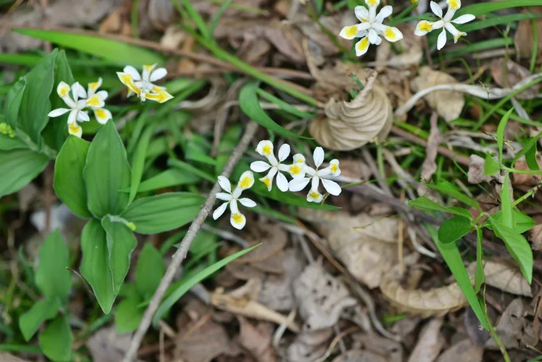 看花与哲学有什么关系？听听博物君刘华杰怎么说|荐展No.80