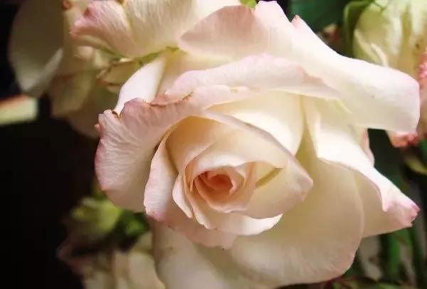 每天学习一点点花卉,100种常见玫瑰品种