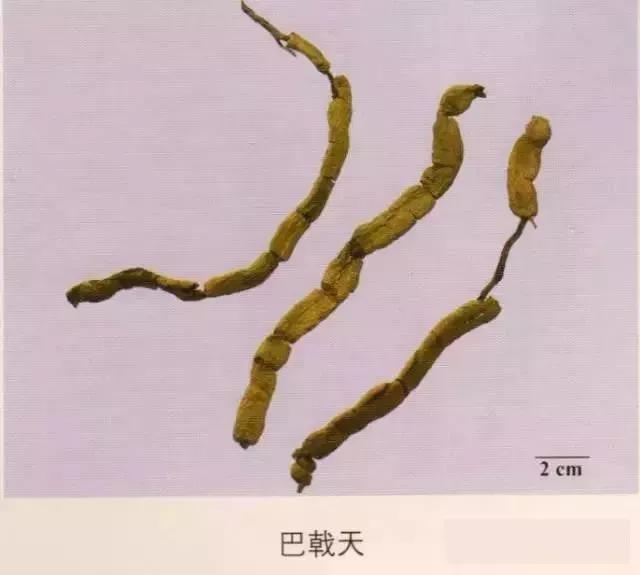 中药材图片大全大图带药名,200多味中药材图谱带图