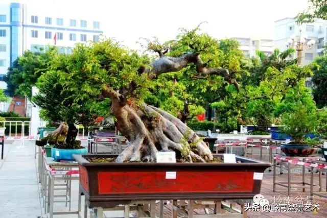 黄圃镇花店,花乡花卉绿植区