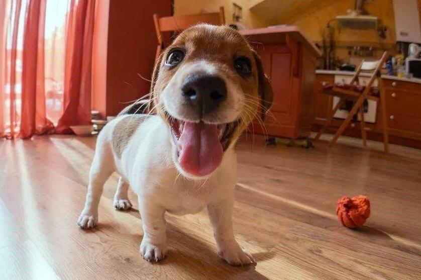 如何纠正狗狗在家随地大小便,3-7天解决狗狗随地大小便