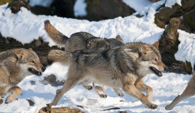 狼食物链顶端,食物链狼的地位