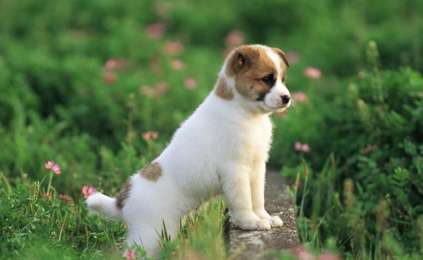 狗狗地位太低怎么提高,狗狗的地位问题