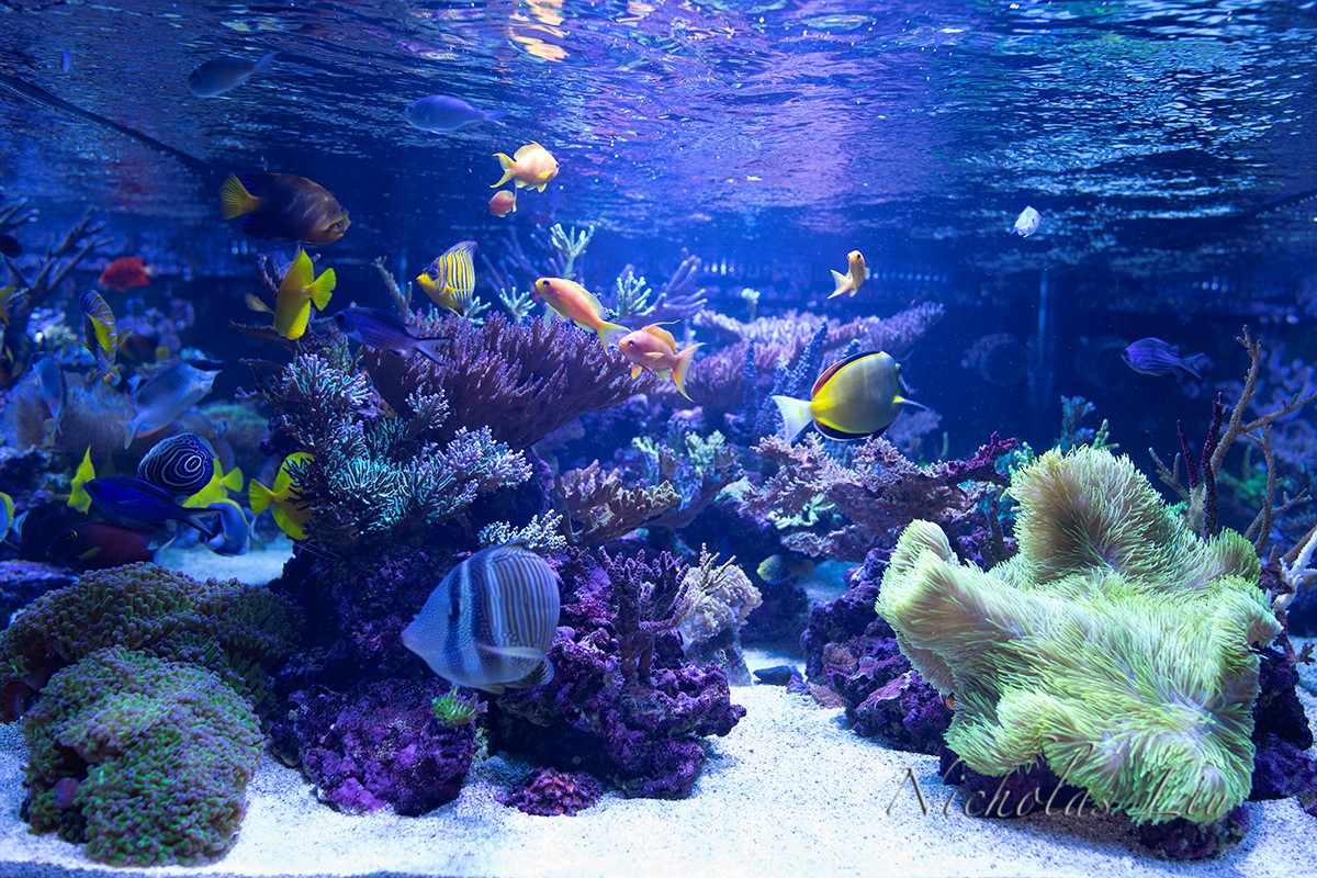 经典海水礁岩生态缸分享，180×120×60厘米三面观赏海缸