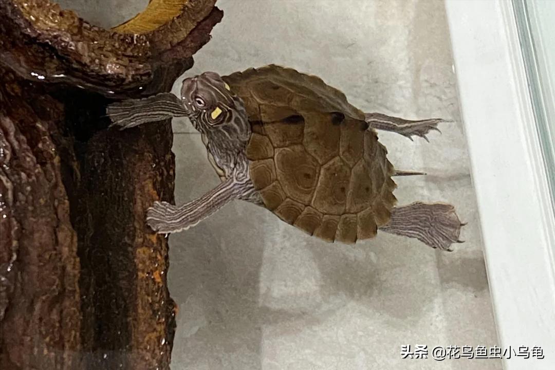 最常见的几种乌龟的品种,常见乌龟的种类及图片介绍