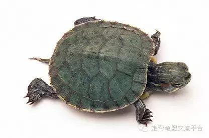 最正确的小乌龟饲养方法,小乌龟怎么养存活率高