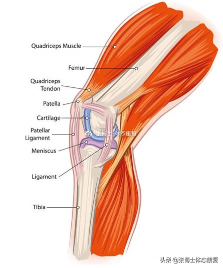 髌骨疼痛综合征的症状与康复思路,髌股关节疼痛综合征怎么快速恢复