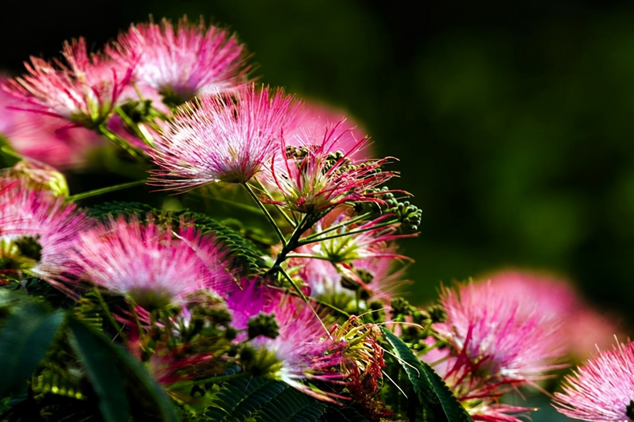 哪些植物适合碱性土养,喜碱性土的花卉有哪些