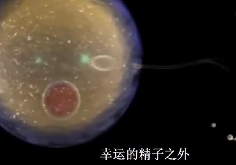 组图*放播**精子和卵子结合全过程，精子：找个媳妇，太难了