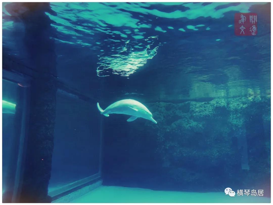 横琴游,横琴一日游最佳攻略大全