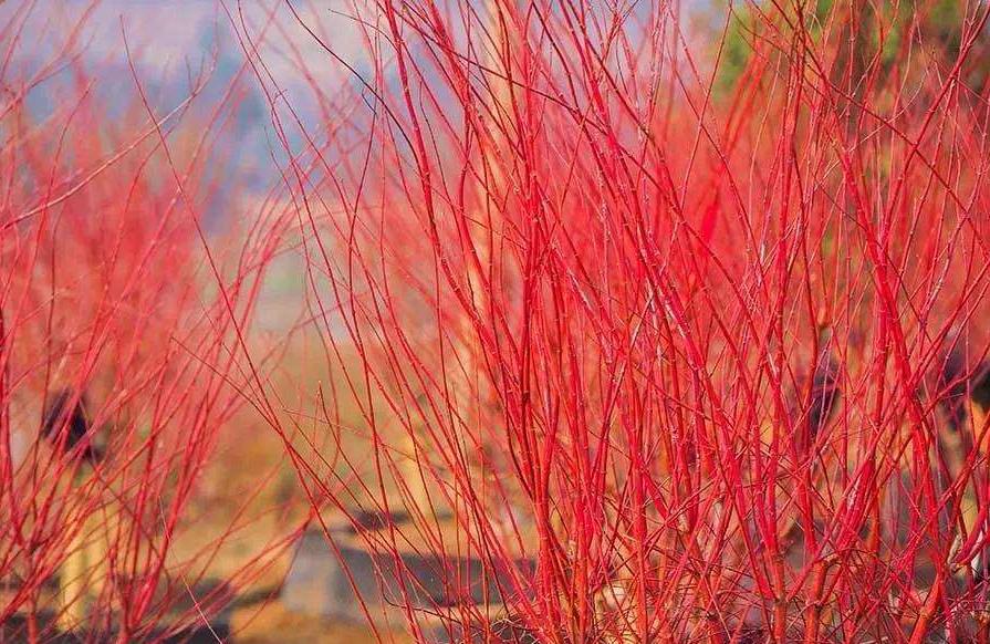 怎样能管理好一个苗圃,苗圃如何运营