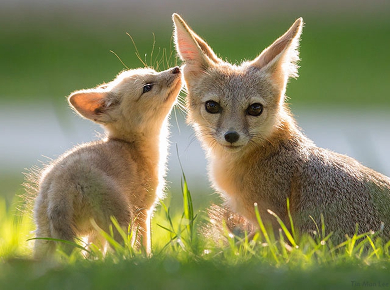 适合野生动物摄影器材,2020最佳旅游相机排行