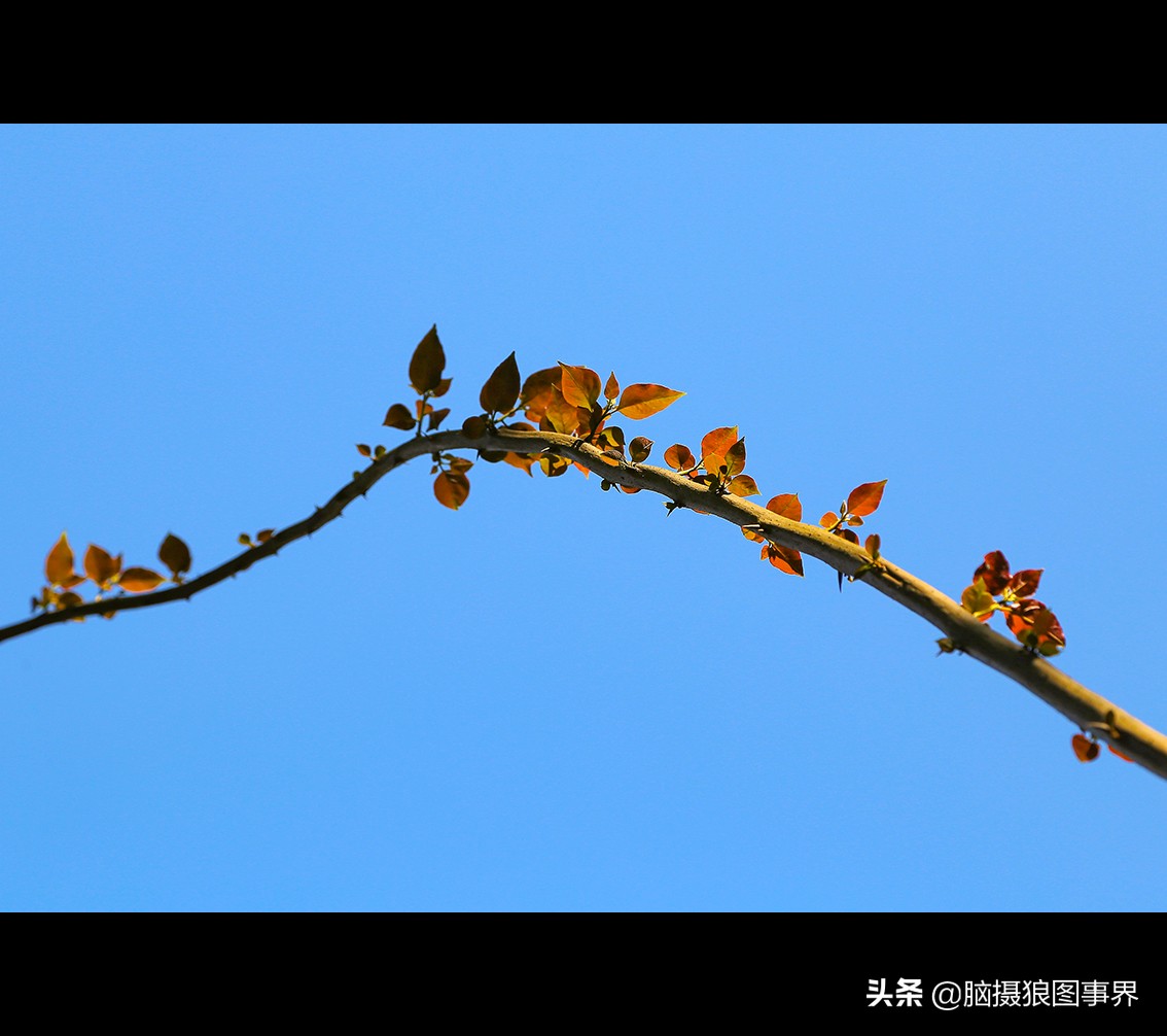 16张照片的风景大片,特别好看的花照片背景图