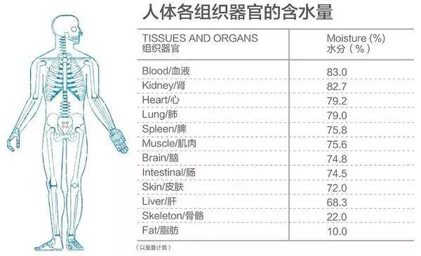 便携烧水杯摩飞和大宇,烧水杯推荐家用网红