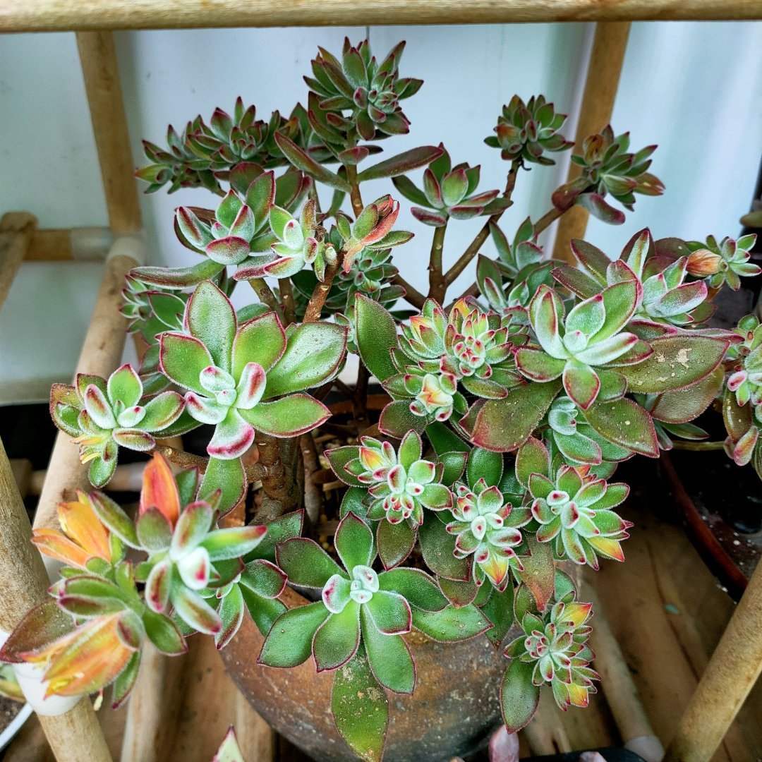 锦晃星茎部长芽,锦晃星两个头需要掐掉一个吗