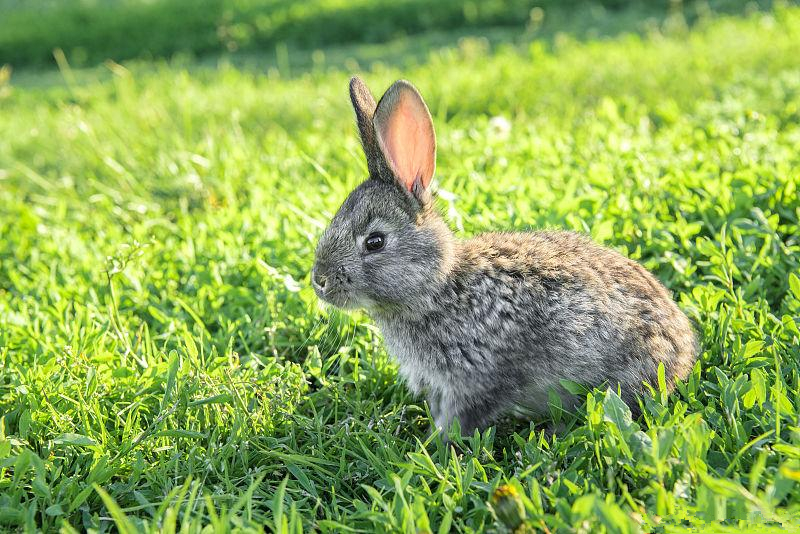 养兔技术兔的免疫接种分类及方法,养兔知识兔瘟的症状及防治措施