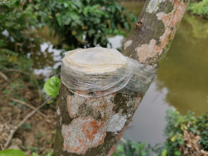 黄皮树要怎么修枝,黄皮树生长不好如何管理