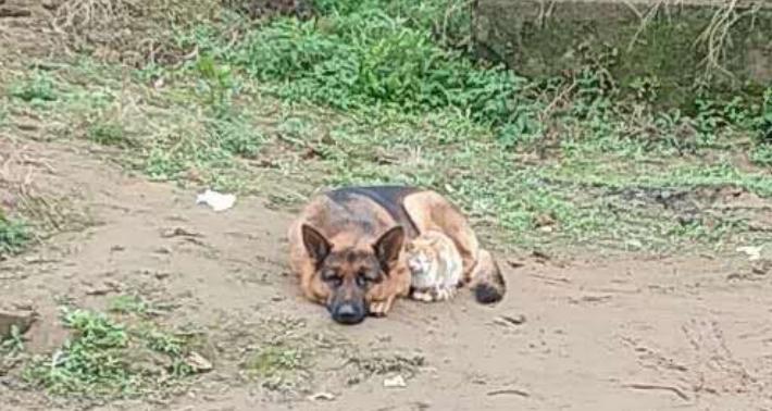 妈妈不舍宠物猫，婴儿肺里竟有猫毛?宠物与宝宝如何兼得?