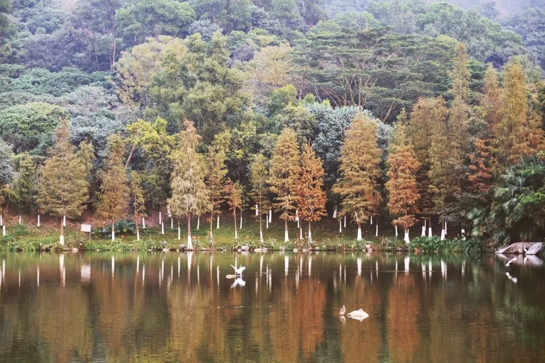 福永地方,这里是深圳宝安