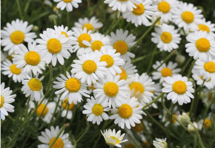 自制纯露的正确使用方法,自制纯露的方法大全