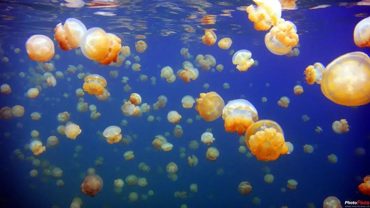 帕劳归来不看海谁说的,帕劳归来不看海