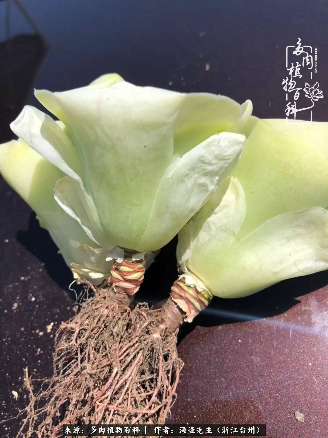 多肉玫瑰怎么才能出状态,多肉山地玫瑰唤醒方法