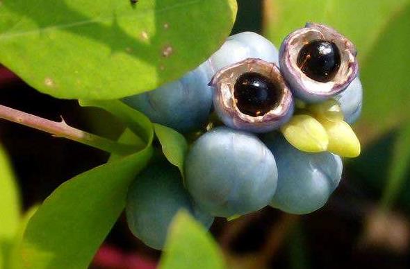 农村治毒蛇草药,毒蛇的克星野草