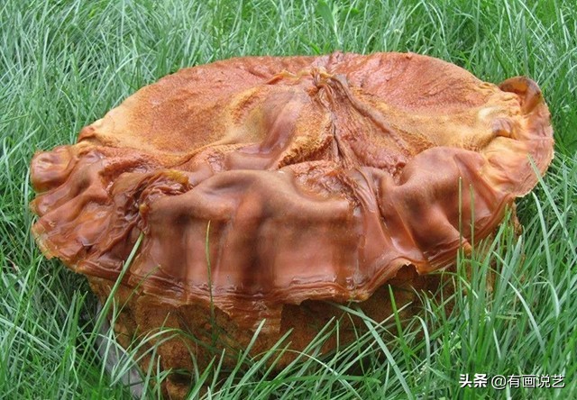 太岁是植物和动物的祖先么,太岁是一种什么东西是植物吗