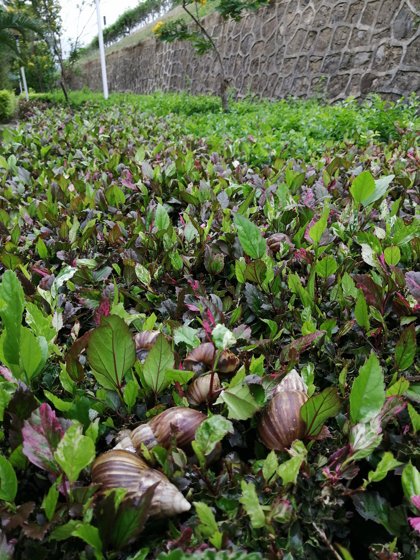 大波非洲大蜗牛袭击水电站，我方高地正被入侵！它们竟然吃水泥？